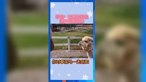 娱乐吃瓜音频,跟随吃瓜音频，探寻明星幕后故事